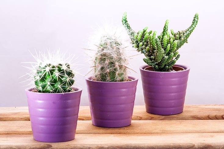 Wachstum durch Growth-Driven Design Website mit 3 Kakteen dargestellt Wachstum durch Growth-Driven Design Website mit 3 Kakteen dargestellt